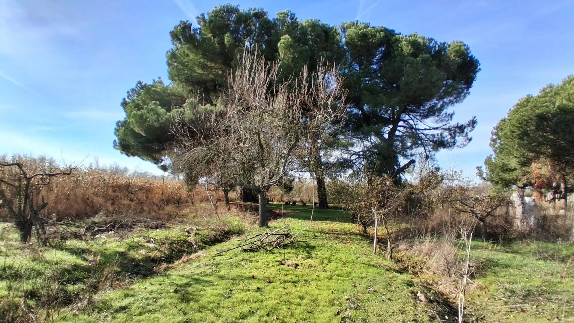 Finca rústica en venta en Almenara de Tormes
