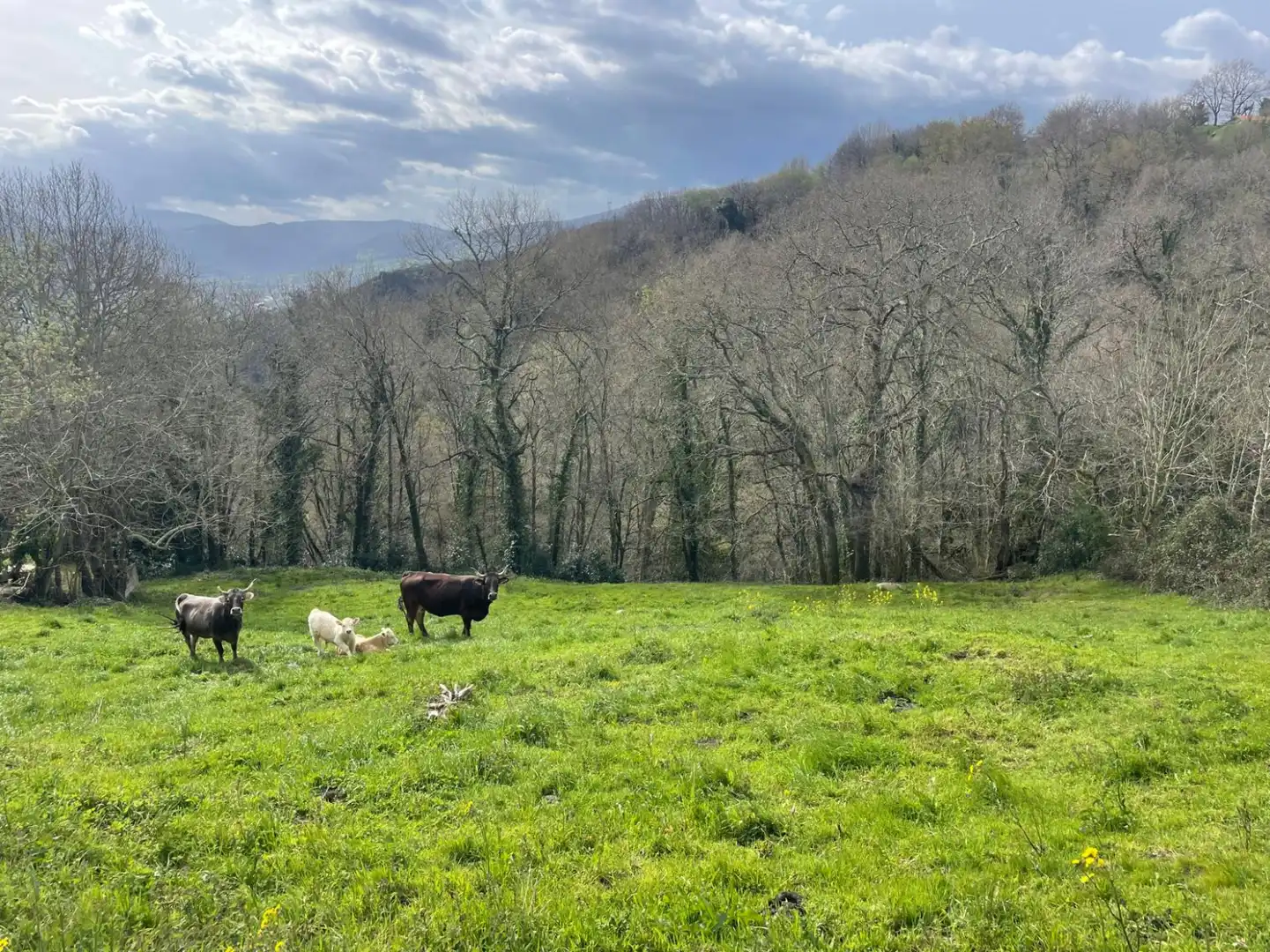 Terreni e lotti in vendita a Corvera de Toranzo, imagen 2