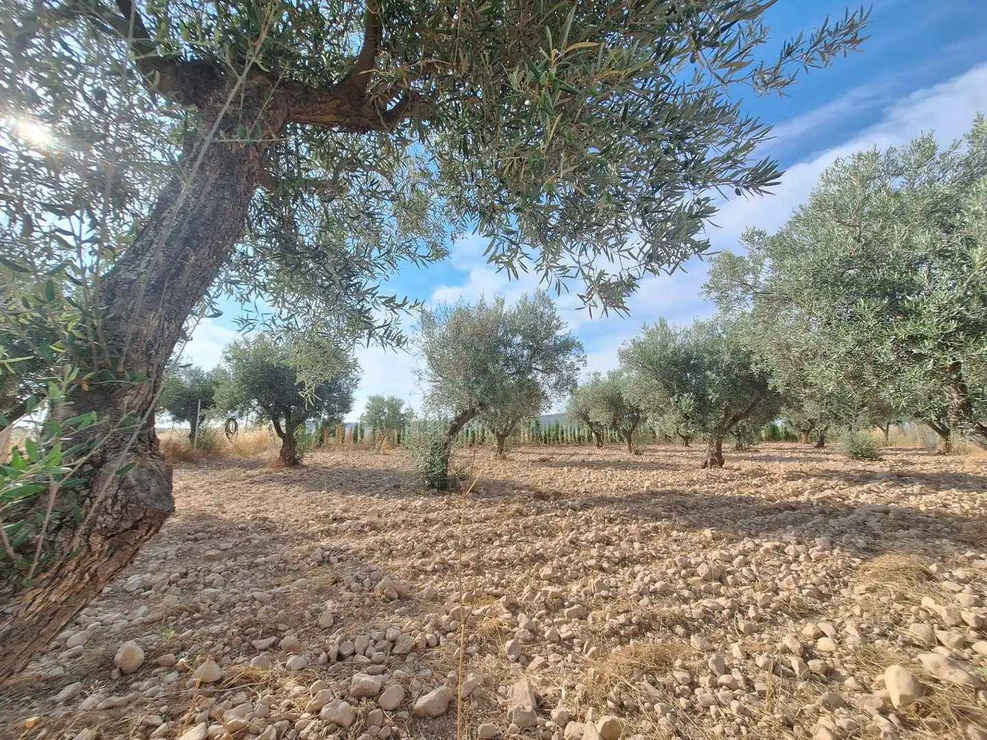 Terreno rústico en venta en El Pinós / Pinoso