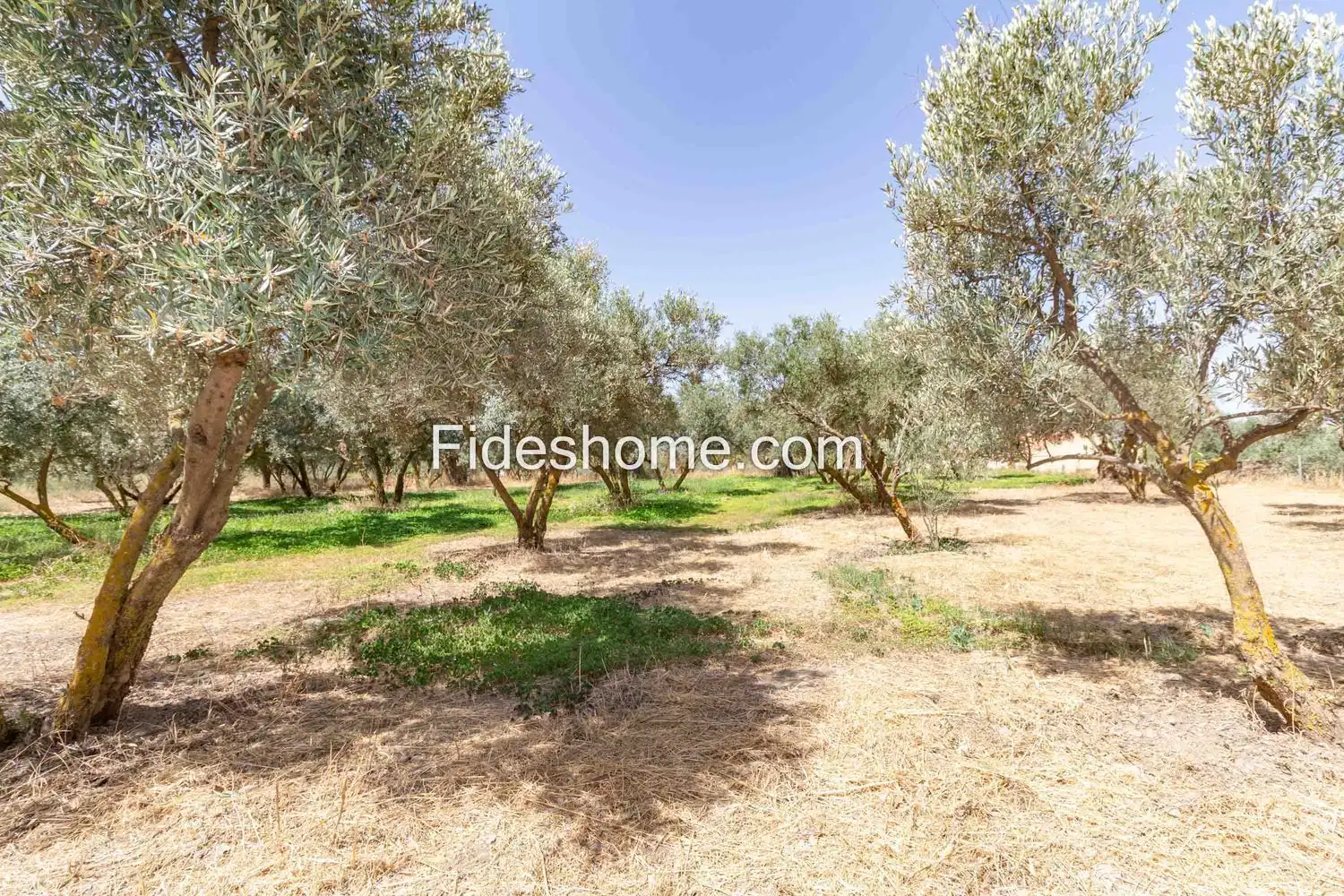 Rural land for sale in XFG2+MG9 Nigüelas 0, imagen 34