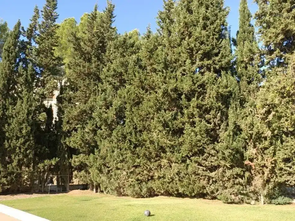 Jardín de Piso de alquiler en Calvià con Aire acondicionado, Trastero y Piscina