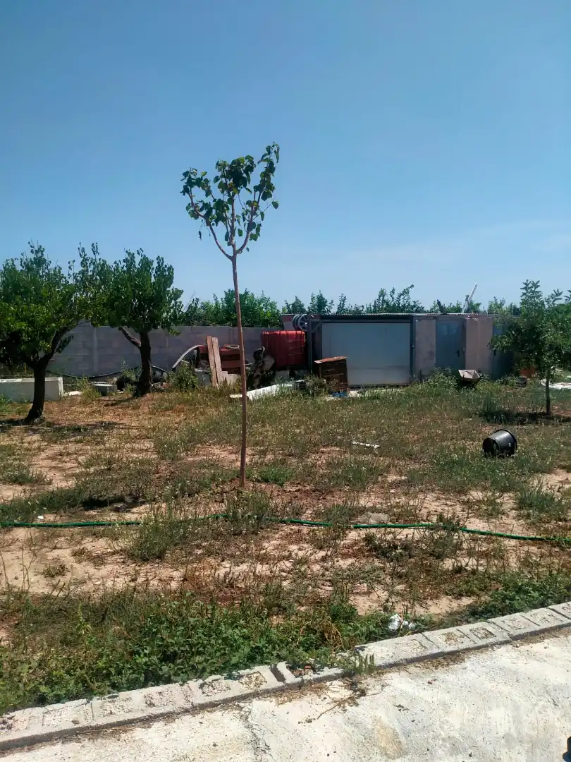 Finca rústica en venda en Oliva amb Terrassa i Traster