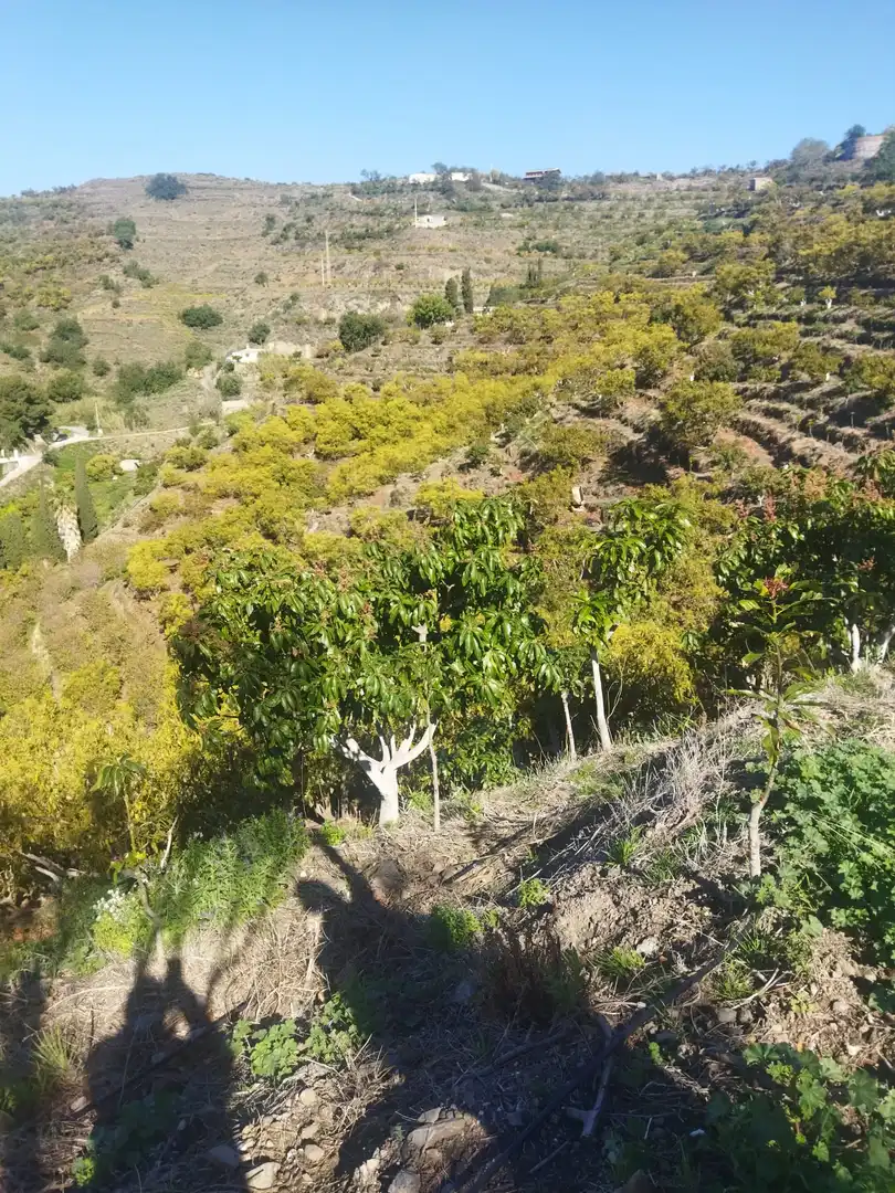 Terreno rústico en venta en Motril  ciudad, imagen 6