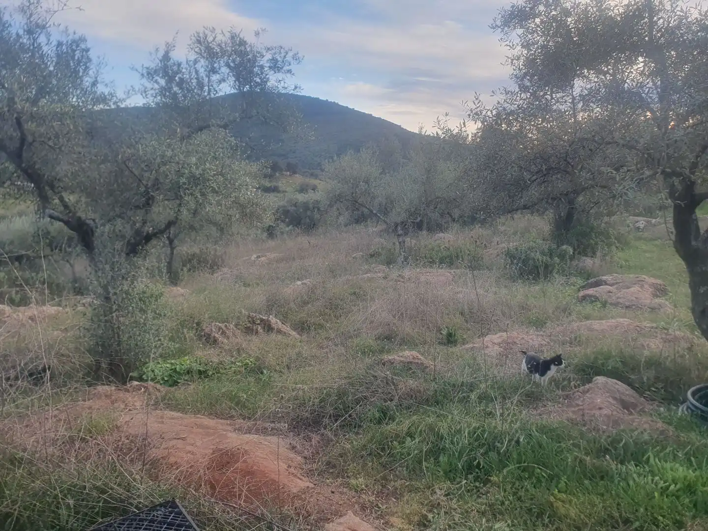 Terreno en venta en Guadalcanal