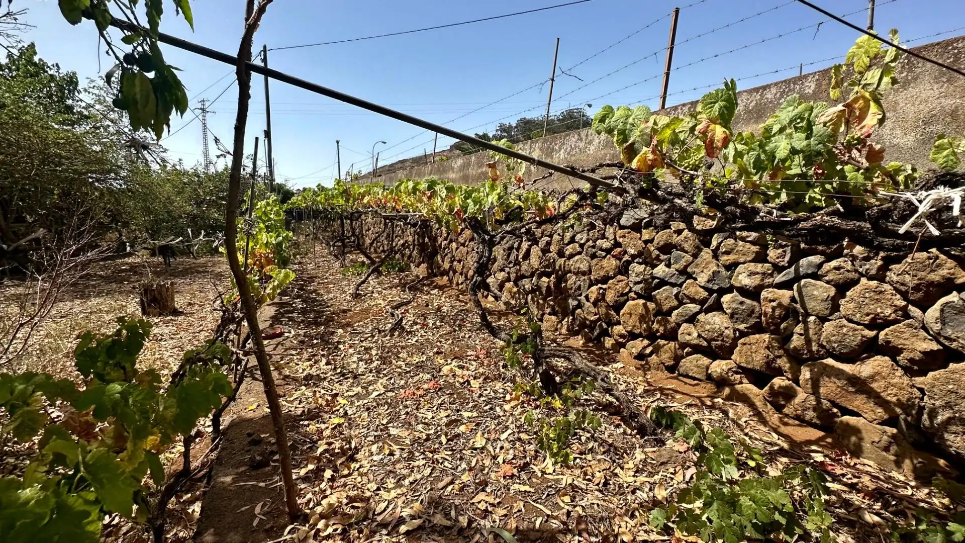 Vista exterior de Finca rústica en venta en El Rosario con Jardín privado, Terraza y Alarma