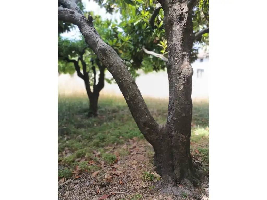 Jardí de Finca rústica en venda en San Esteban del Valle