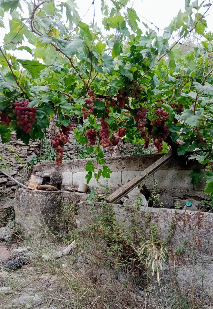 Garden of Land for sale in Alcudia de Monteagud