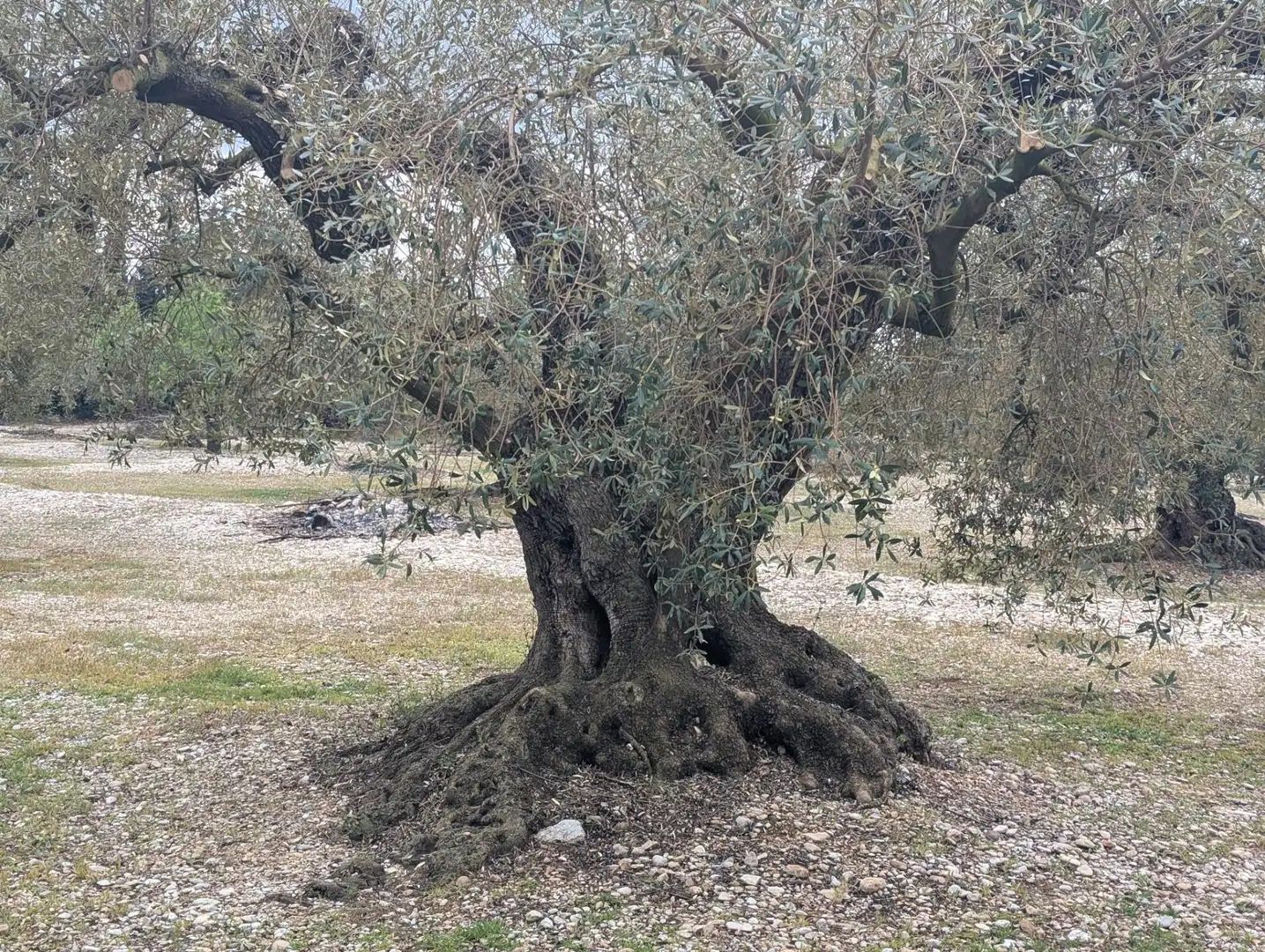 Garten von Grundstücke zum Verkauf in Traiguera