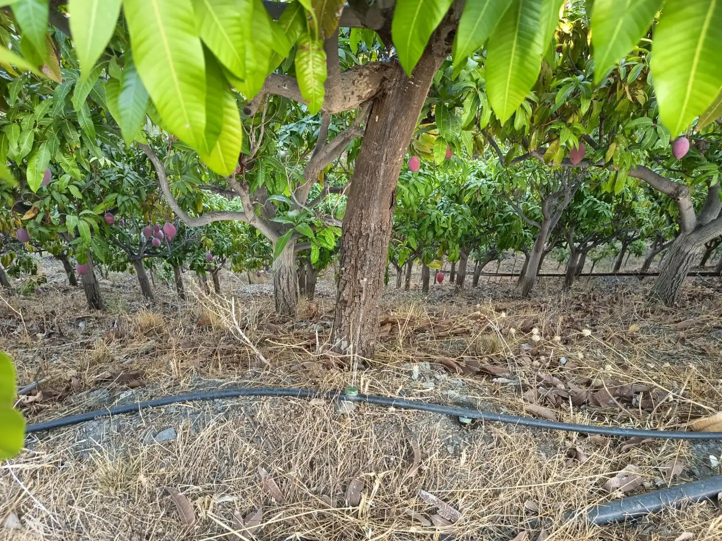 Terrenys i solars en venda a Canillas de Aceituno, imagen 32