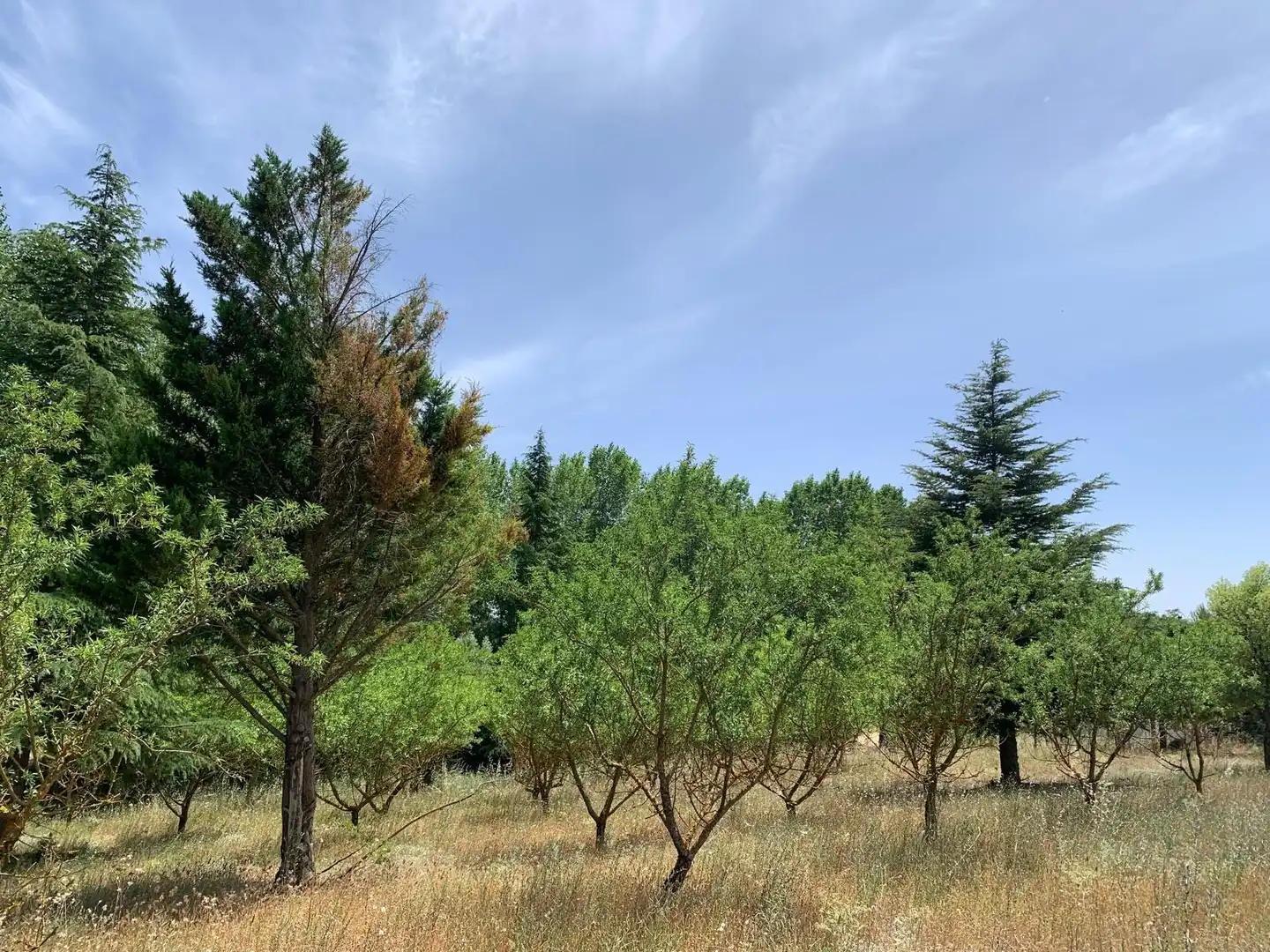 Country homes for sale in Cortes de Pallás  with Heating and Swimming Pool
