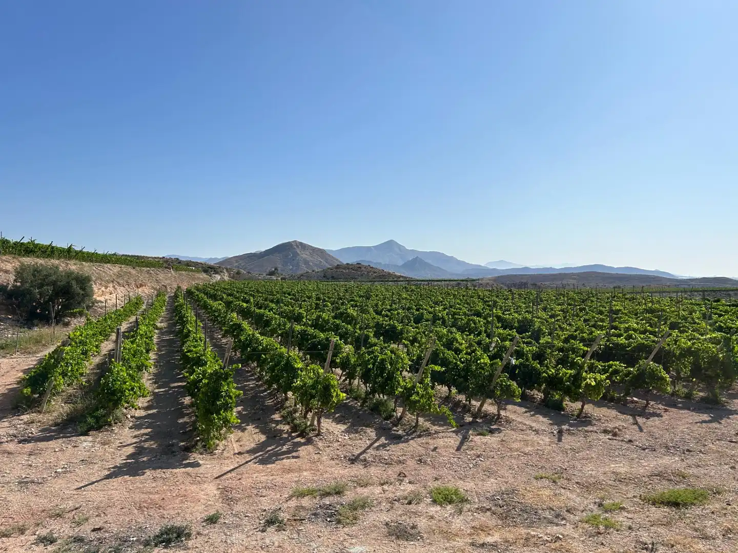 Vista exterior de Casa o chalet en venta en Novelda con Calefacción, Jardín privado y Terraza