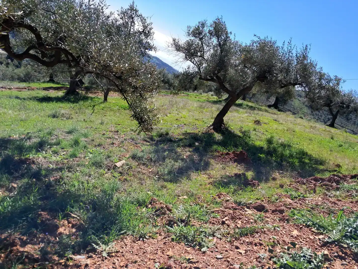 Finca rústica en venda en Almuñécar amb Traster, Moblat i Forn