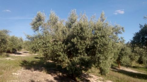 Finca rustica en venta en Baena