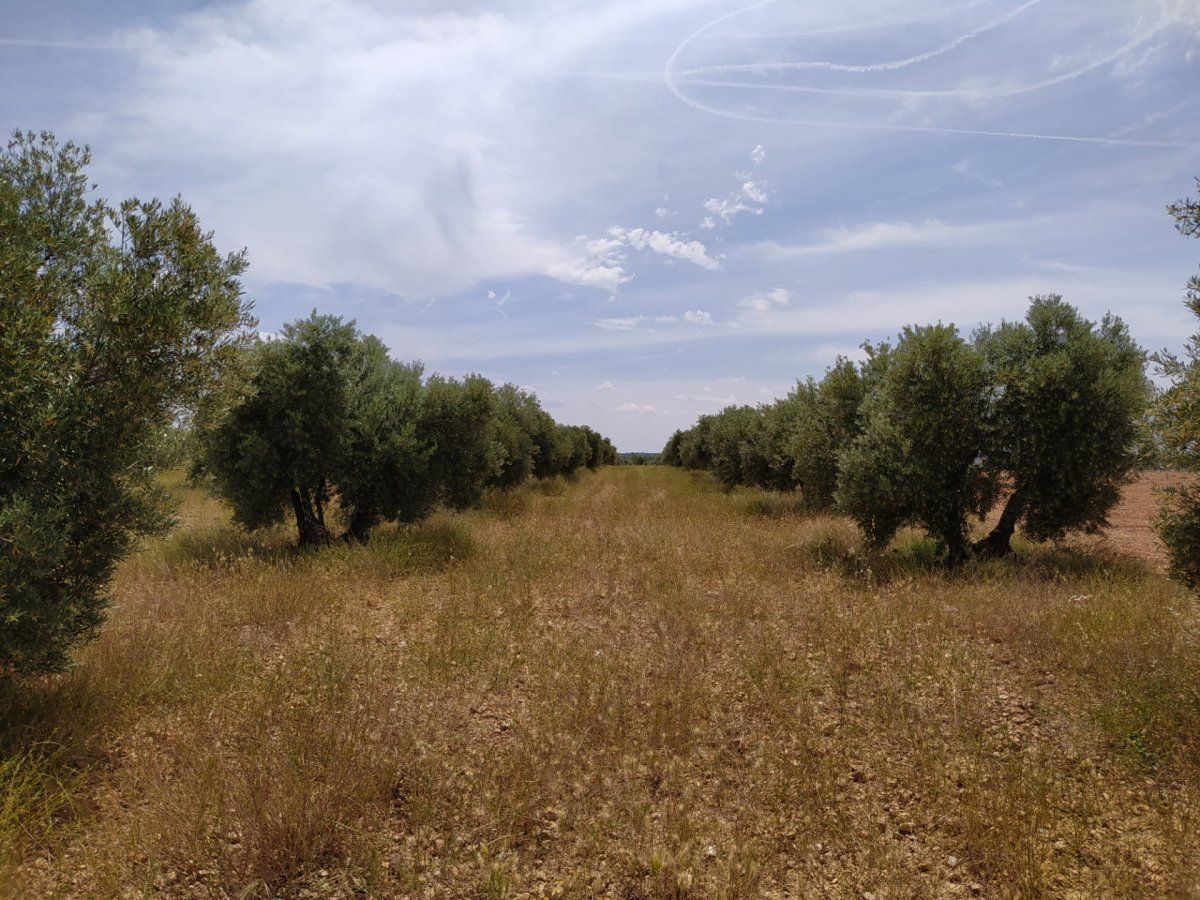 Finca rústica en venda en Tomelloso