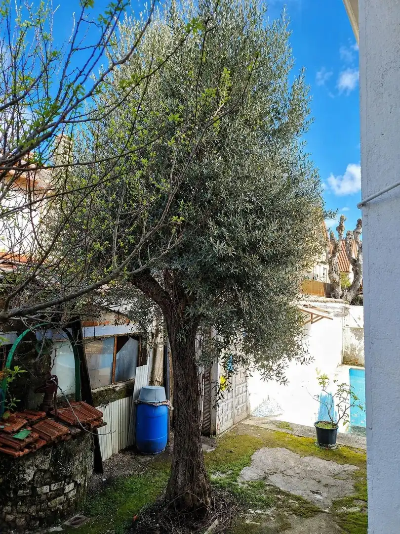 Jardín de Casa o chalet en venta en Pozuelo de Alarcón con Calefacción
