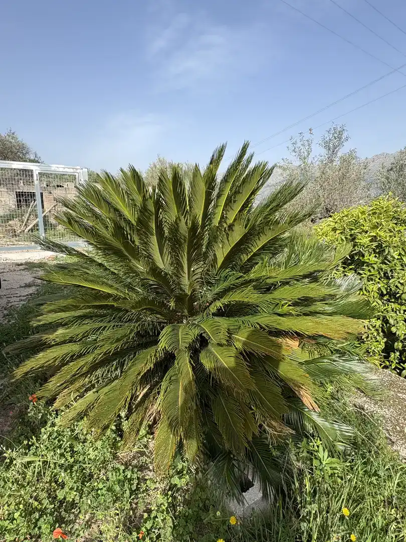 Vista exterior de Finca rústica en venda en Orba amb Jardí privat, Traster i Moblat