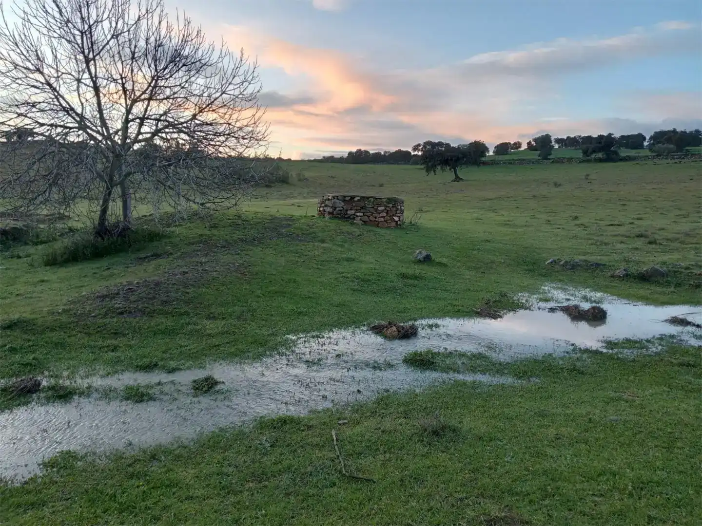 Finca rústica en venda en Azuaga