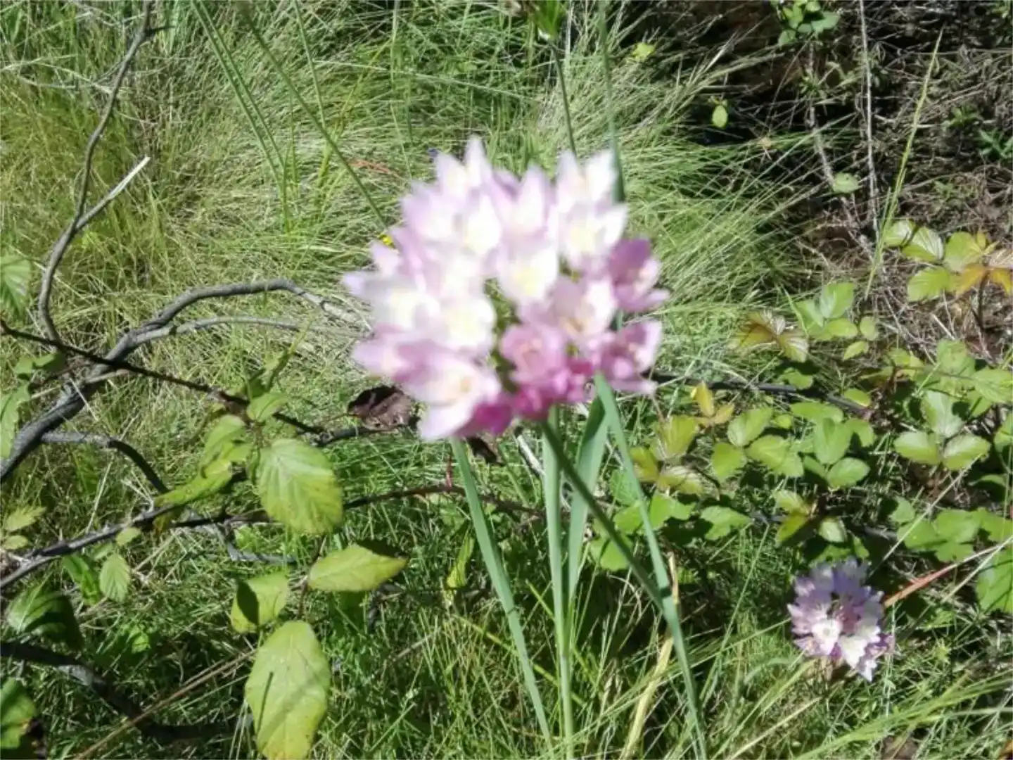 Garten von Grundstücke zum Verkauf in El Madroño