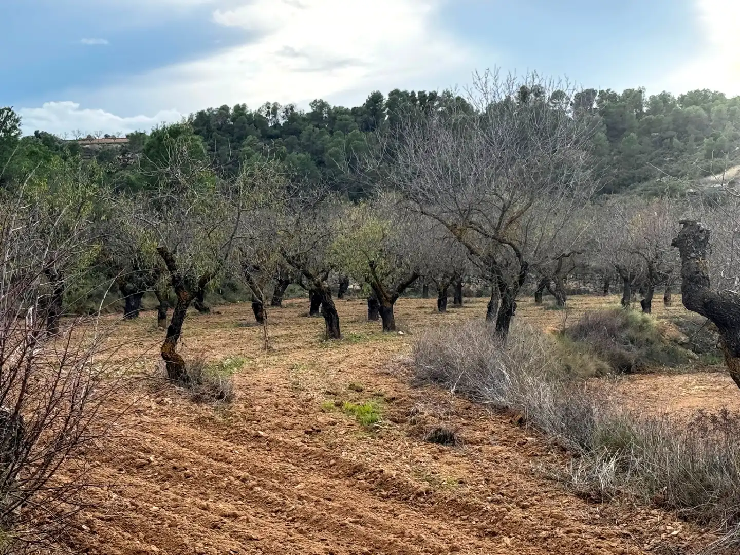 Terreni e lotti in vendita a Alcañiz, imagen 6