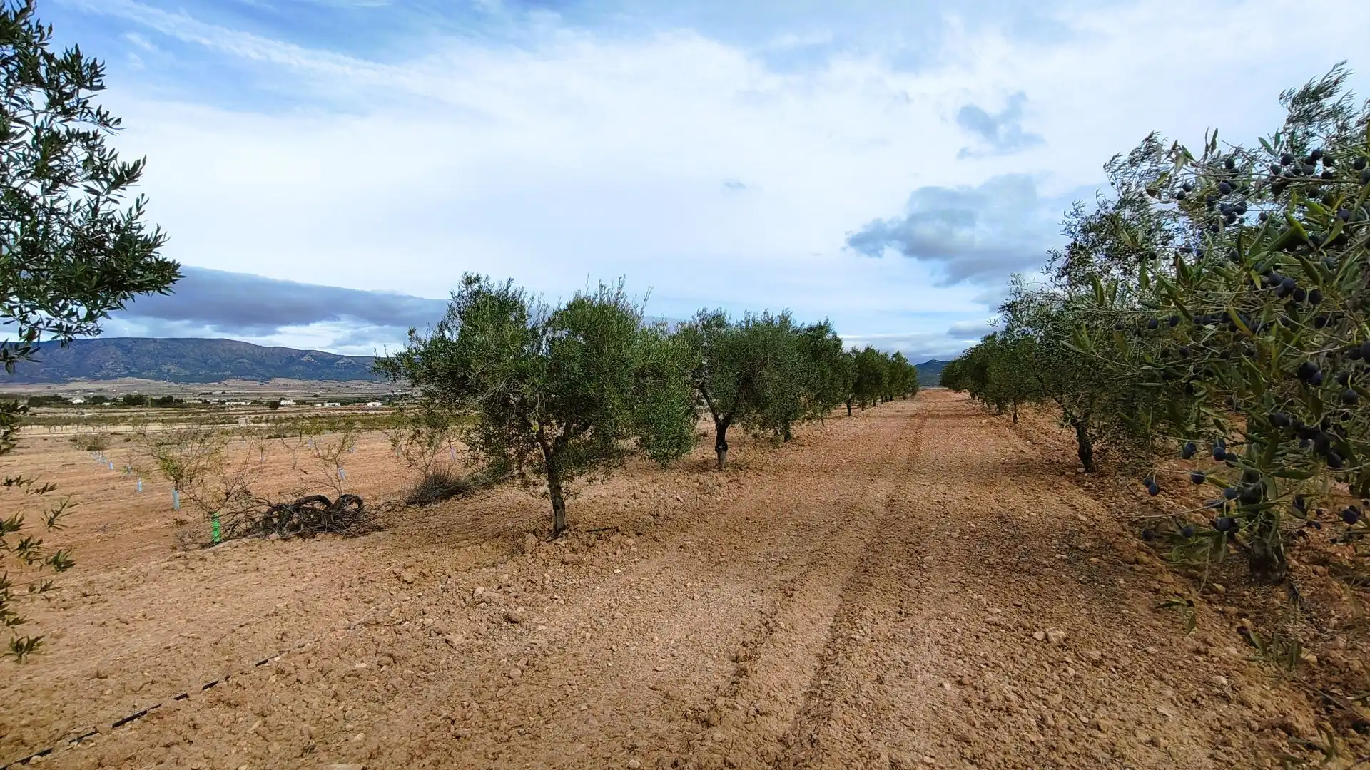 Terreny rústic en venda a Monóvar  / Monòver, imagen 12