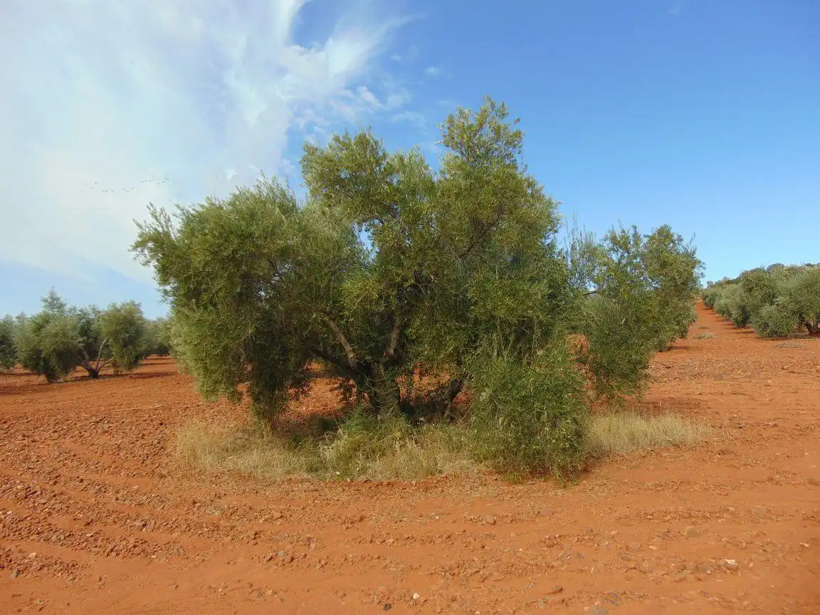 Rural land for sale in Valdepeñas, imagen 3