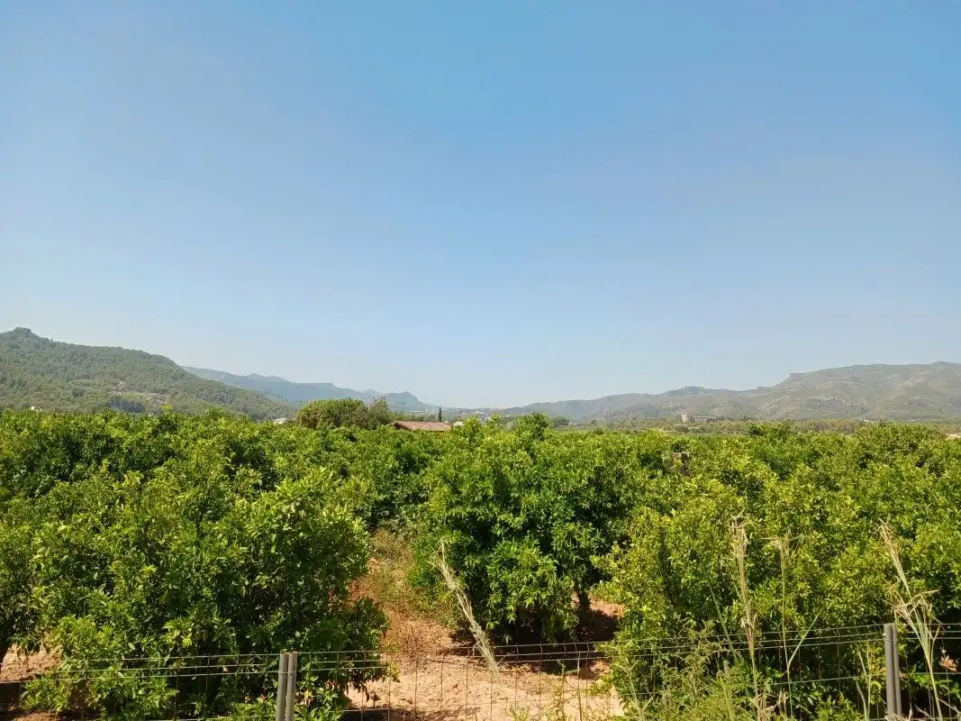 Terreny rústic en venda a Palma de Gandia, imagen 8