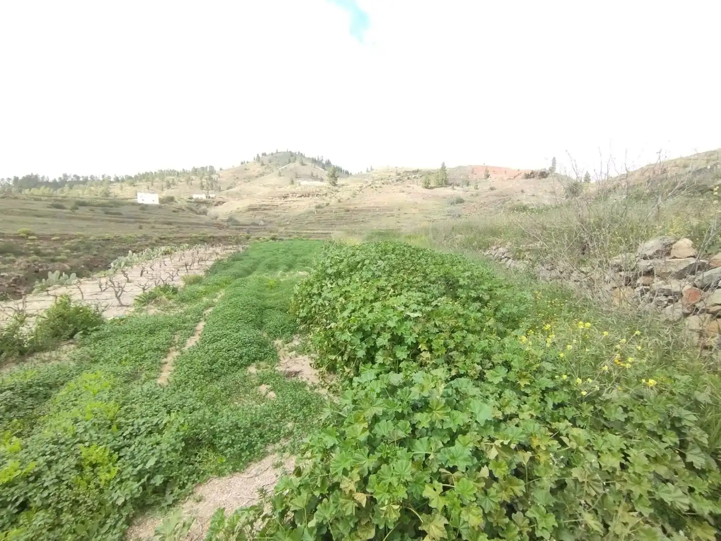 Residencial en venta en Vilaflor de Chasna