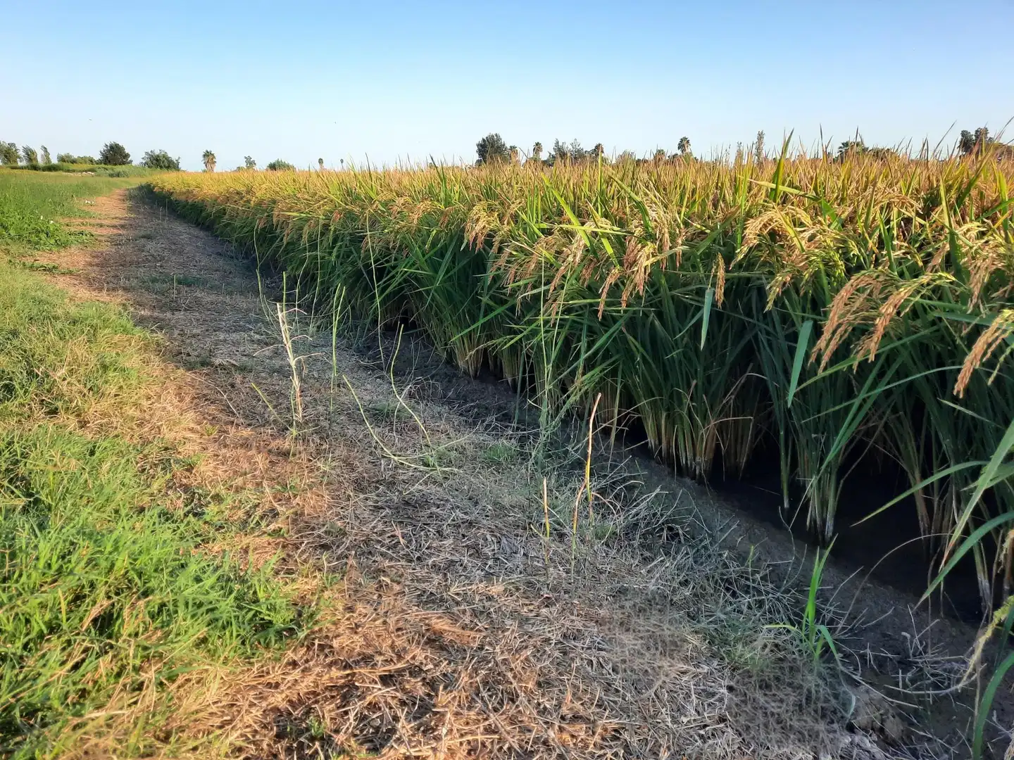Terrain rustique à vendre à Eucaliptus- Poble Nou del Delta, imagen 4