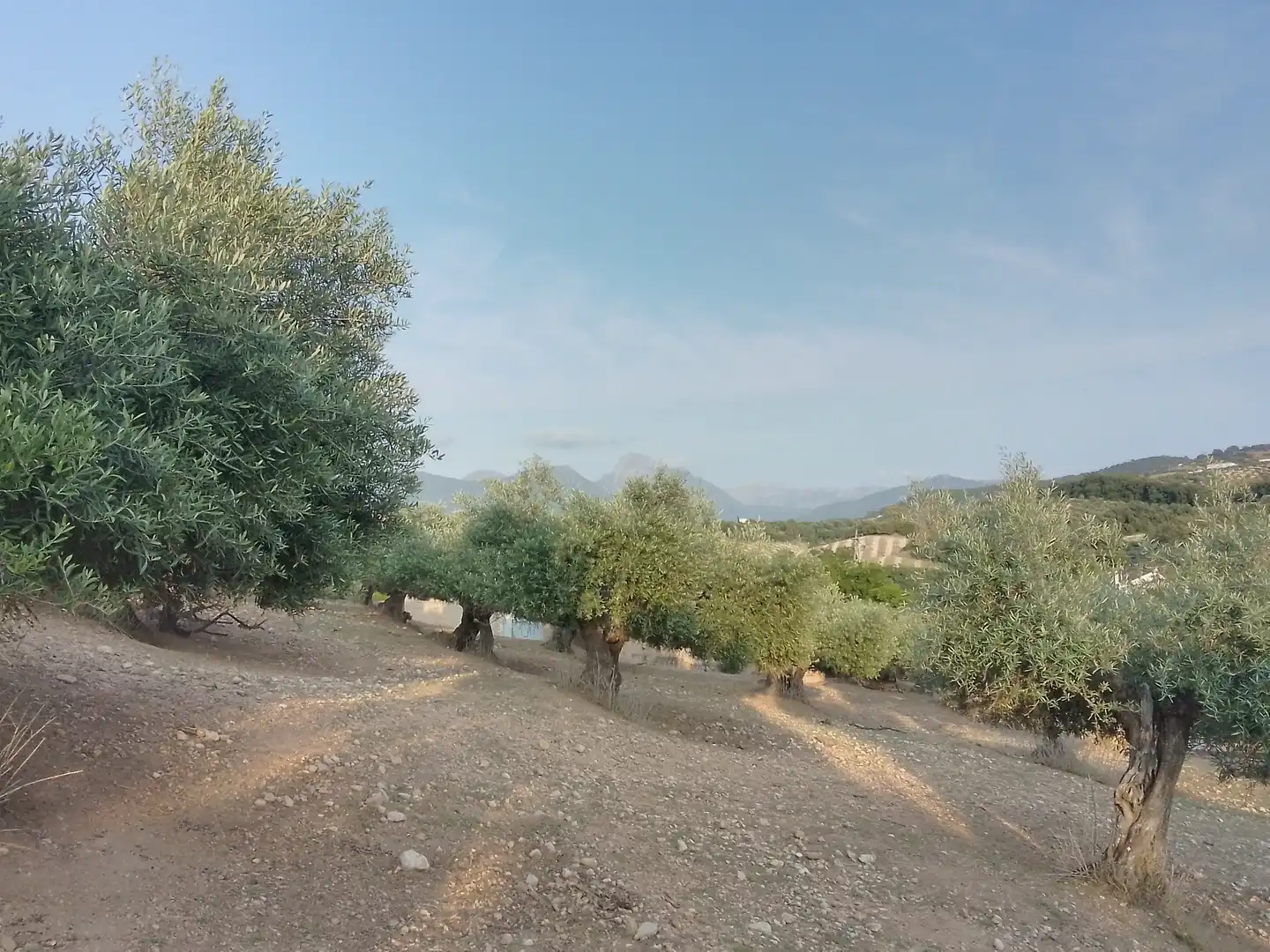 Terreno rústico en venta en Villamartín, imagen 19