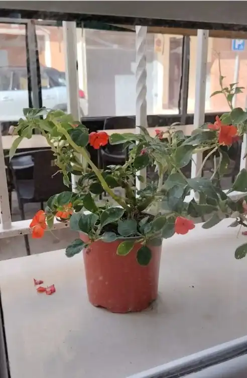 Garden of Flat for rent in Algemesí  with Furnished