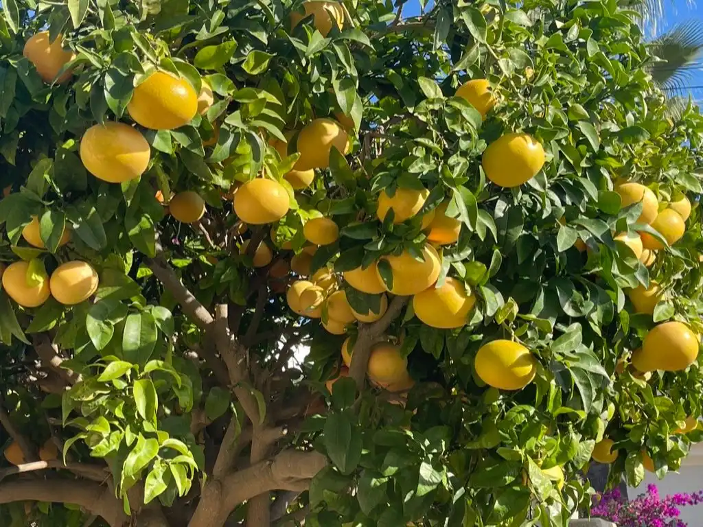 Jardí de Casa o xalet en venda en Moraira amb Aire condicionat, Terrassa i Piscina