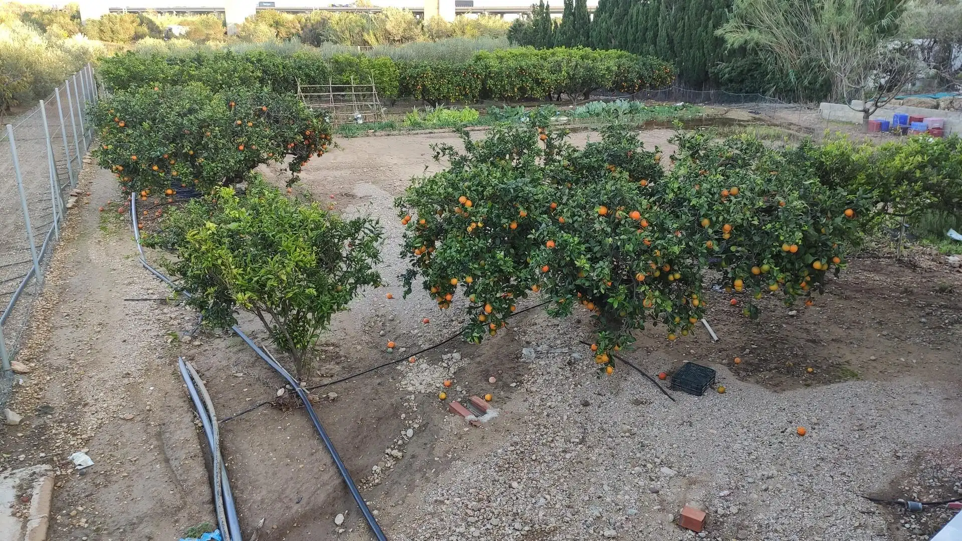 Finca rústica en venta en Casc Antic