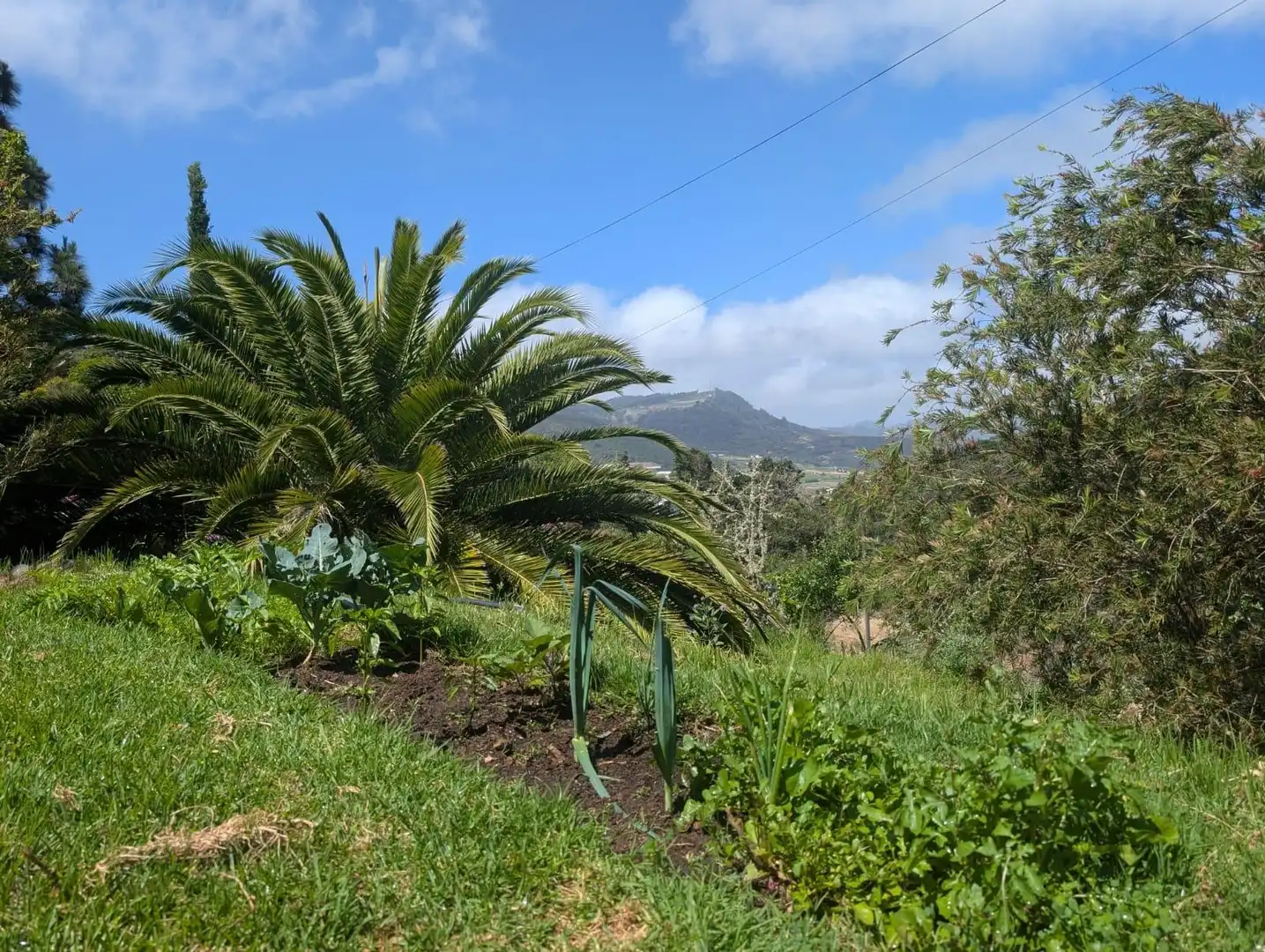 Garden of Houses for rent in Tegueste  with Private garden, Terrace and Swimming Pool