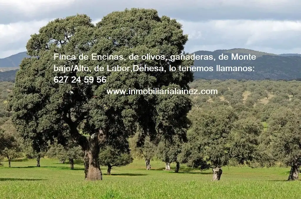 Terreni e lotti in vendita a San Roque - Ronda Norte, imagen 2