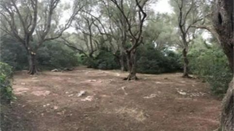 Foto 5 de Finca rústica en venda a Camí de Sa Tortuga, Felanitx Poble, Felanitx