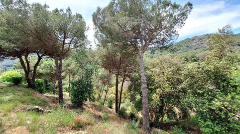 Terreno forestal en venta en Argentona  13.597 m de naturaleza y tranquilidad, imatge 4