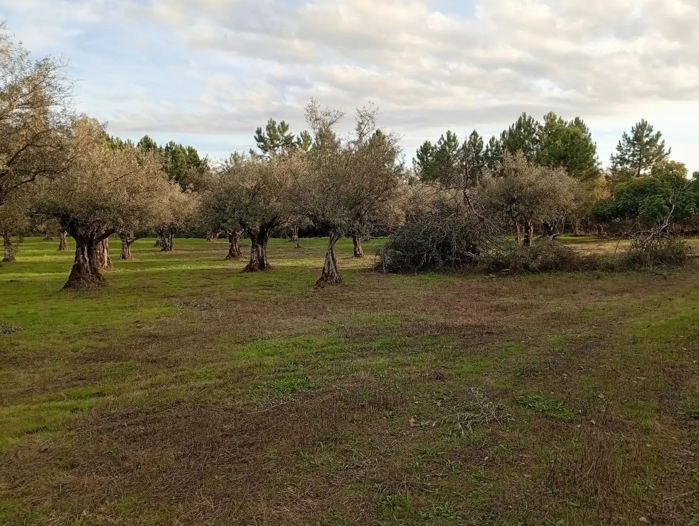 Terreni e lotti in vendita a Villanueva de la Vera, imagen 23