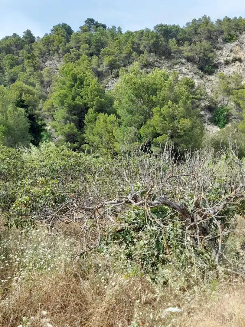 Rustikales Grundstück zum Verkauf in El Castell de Guadalest, imagen 15
