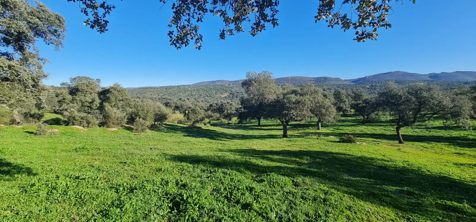 Rural land for sale in Espiel, imagen 4