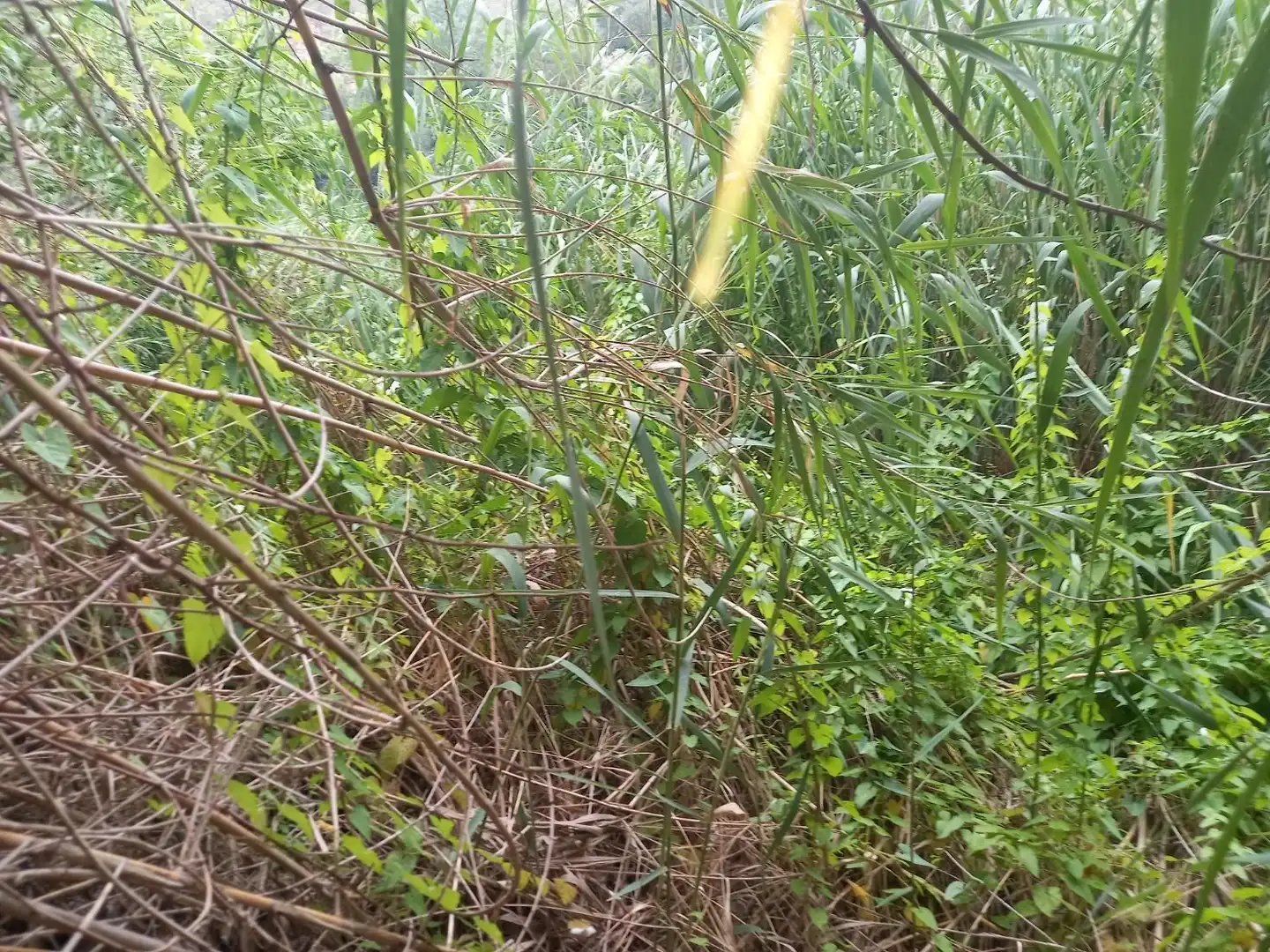 Terrenys i solars en venda a Miravet, imagen 11