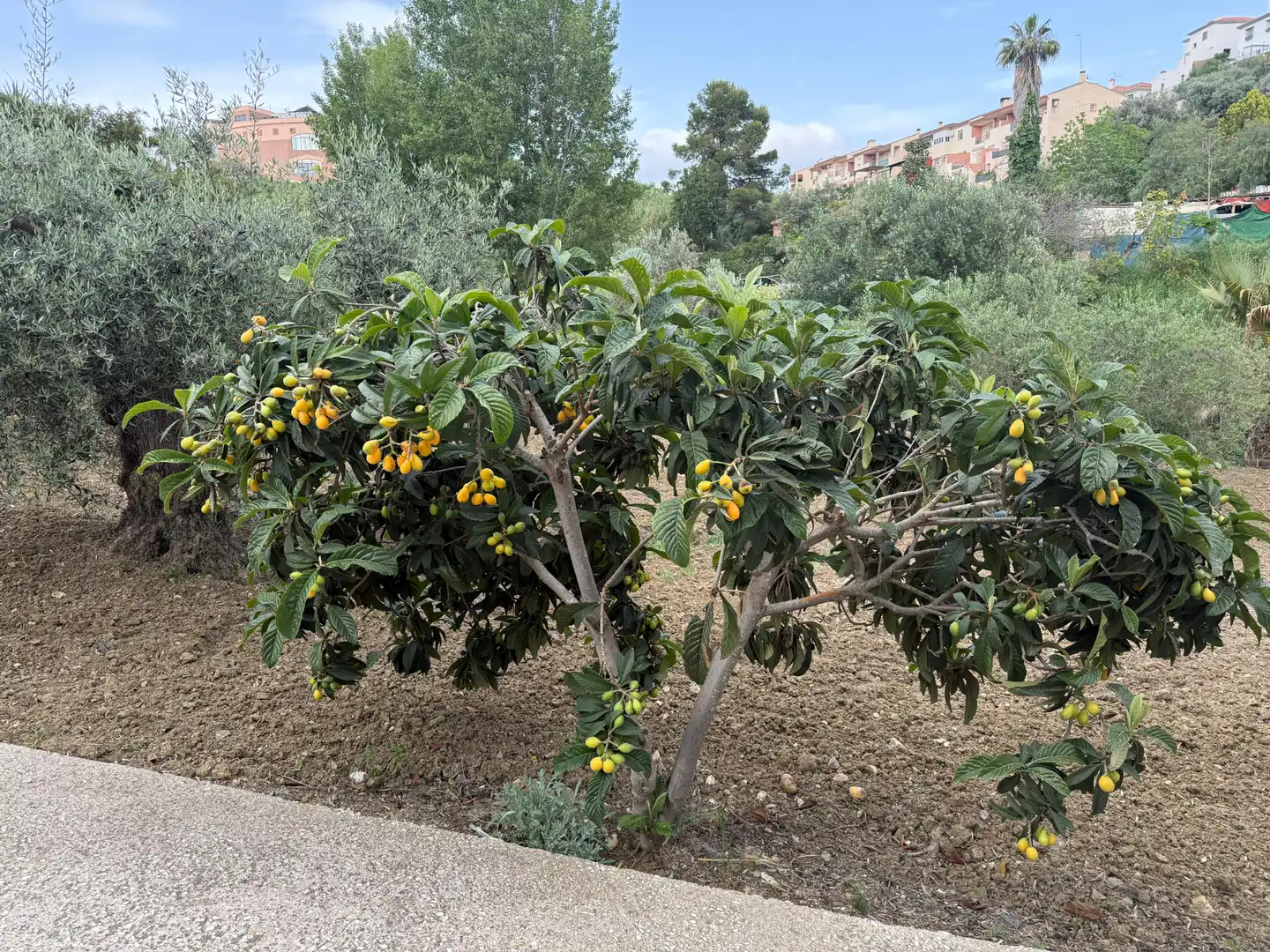 Jardín de Casa o chalet en venta en Coín con Aire acondicionado, Calefacción y Jardín privado