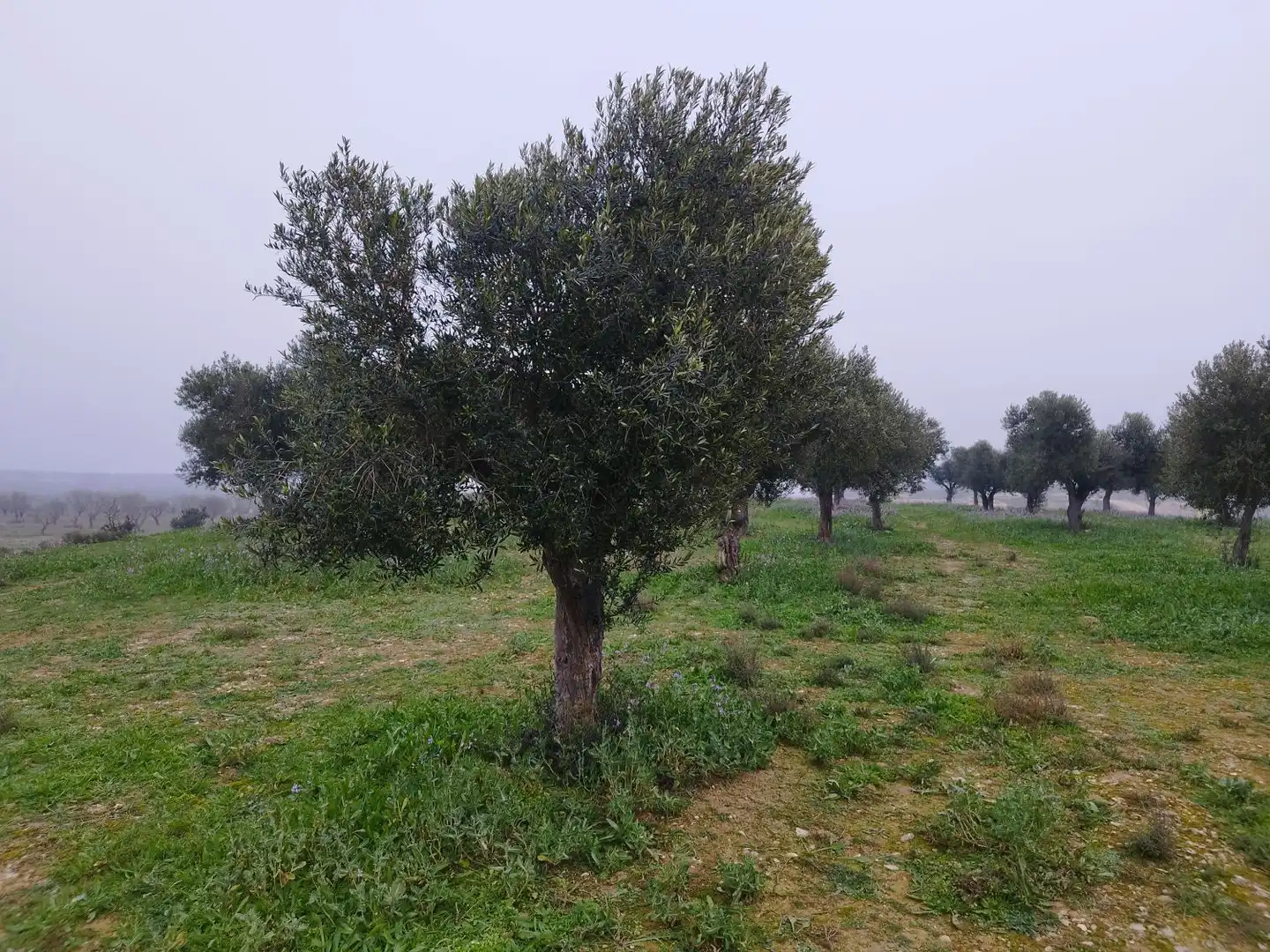 Finca rústica en venta en Aitona