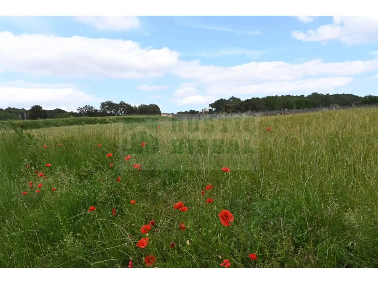 Finca rústica en venta en La Pera