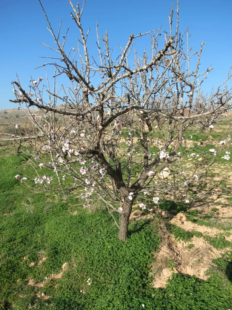 Terreni e lotti in vendita a Pedanías Oeste, imagen 21