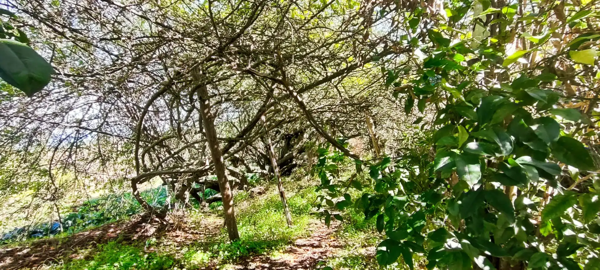 Casa o chalet en venta en Icod de los Vinos con Jardín privado y Terraza