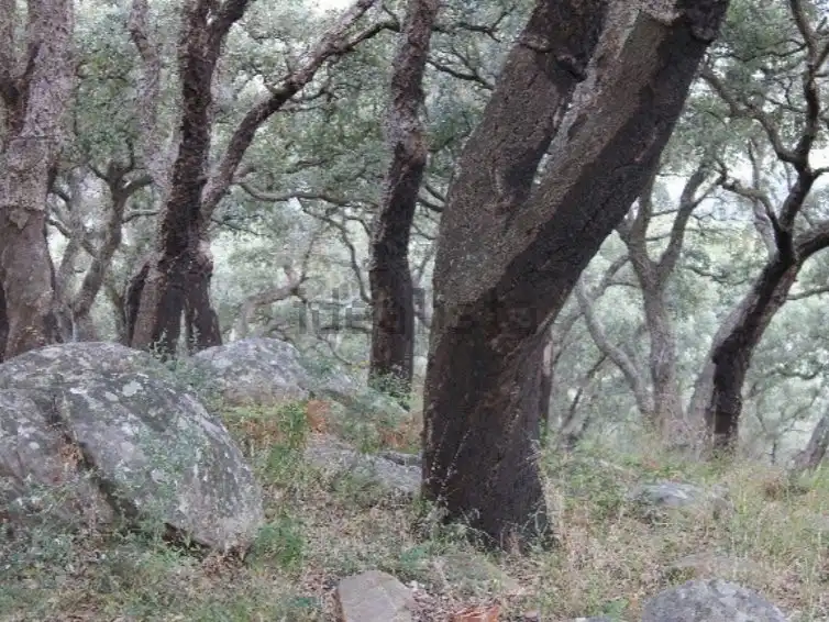 Terreno rustico in vendita a Diseminado Poligono 21 72, imagen 3
