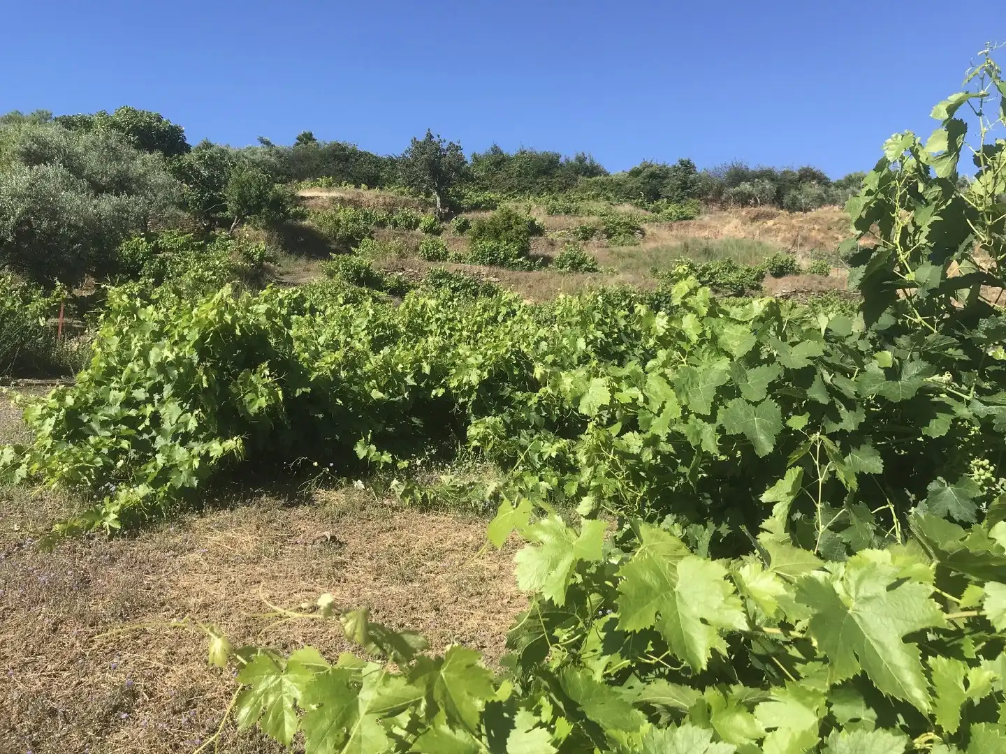 Terreni e lotti in vendita a Malpartida de Plasencia