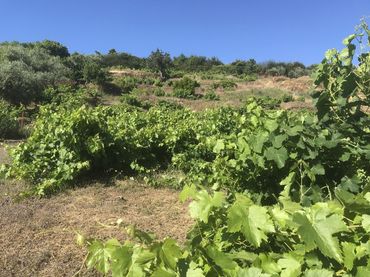 Terreno rustico in vendita a Malpartida de Plasencia