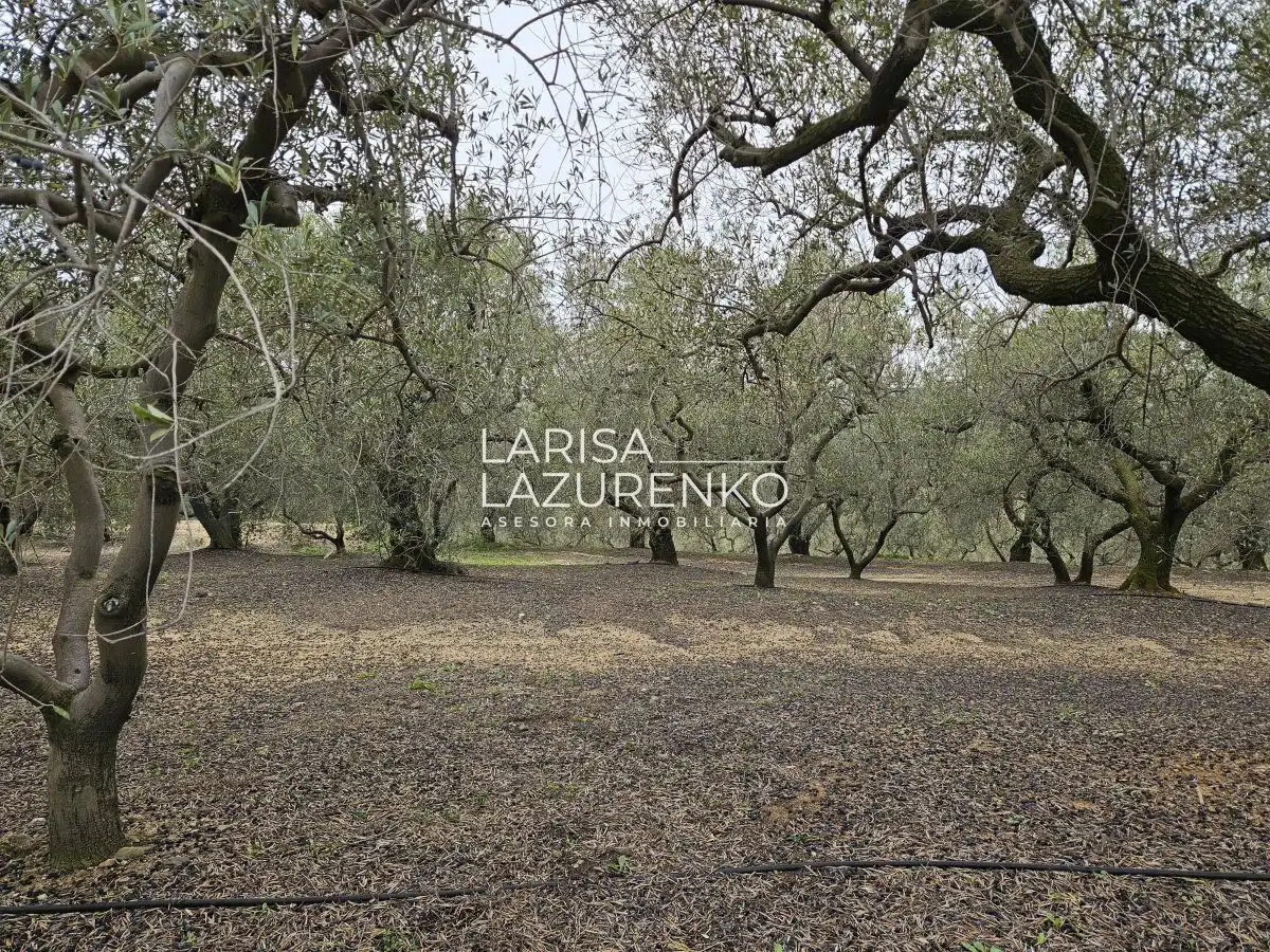 Finca rústica en venda en Riudoms