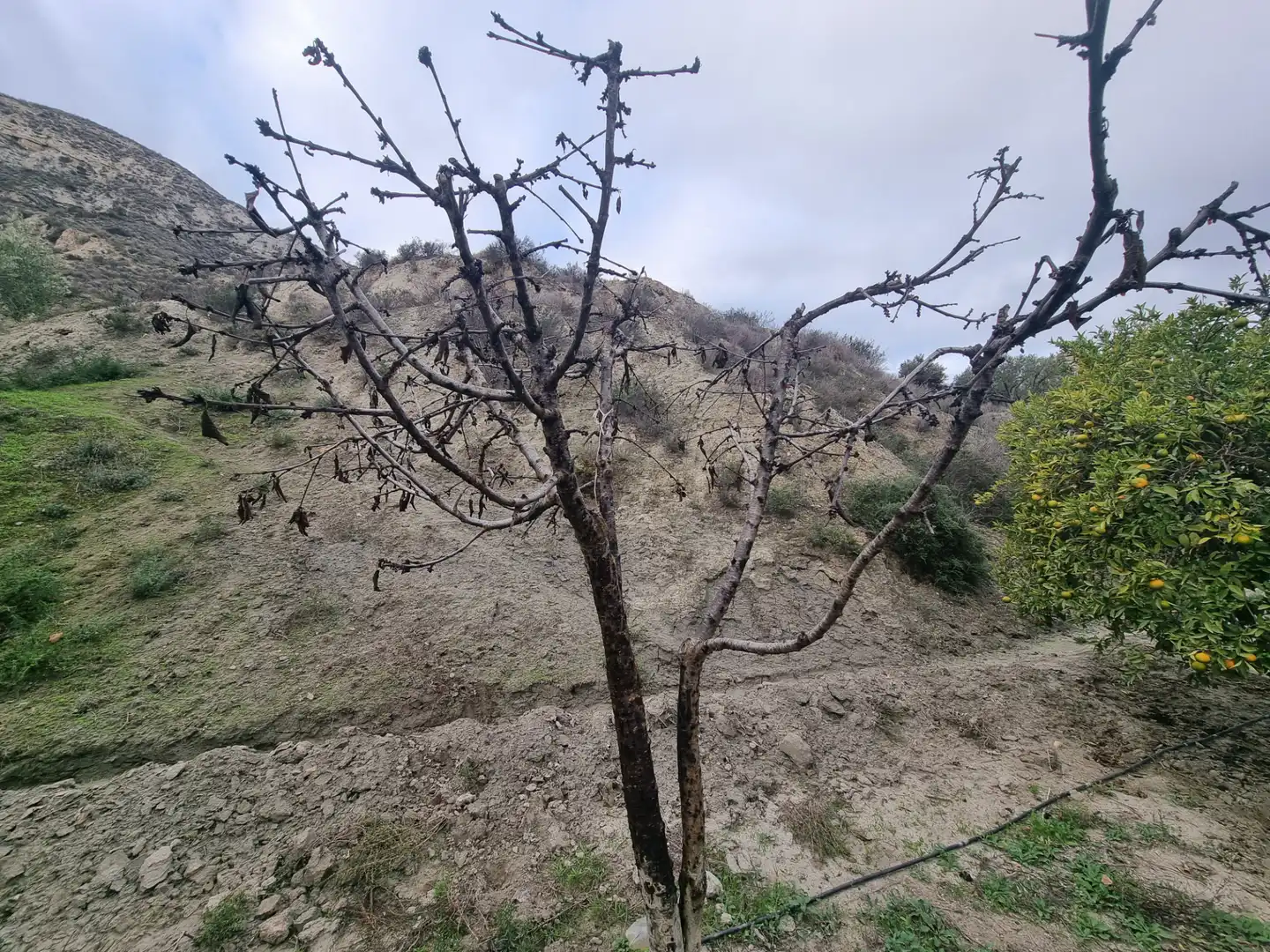 Rural land for sale in Calle Camino Ancho 4, imagen 20